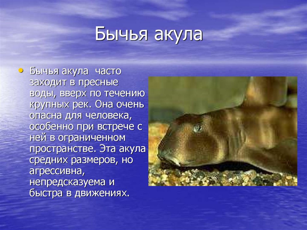 Какие акулы в пресной воде. Акулы презентация. Бычья акула. Акула кратко. Акула в пресной воде.