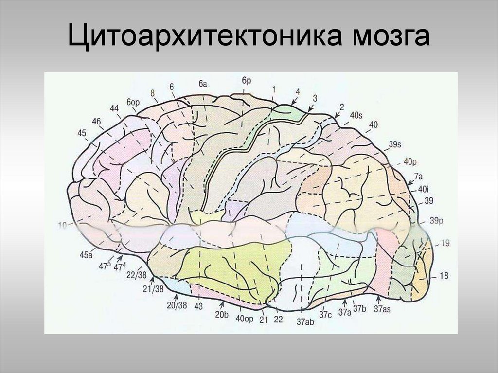 Цитоархитектоника мозга