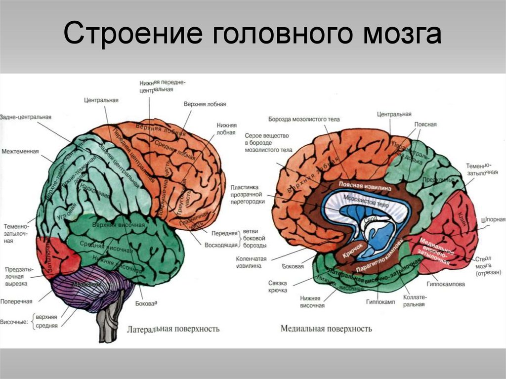 Схема мозга человека с подписями за что отвечает