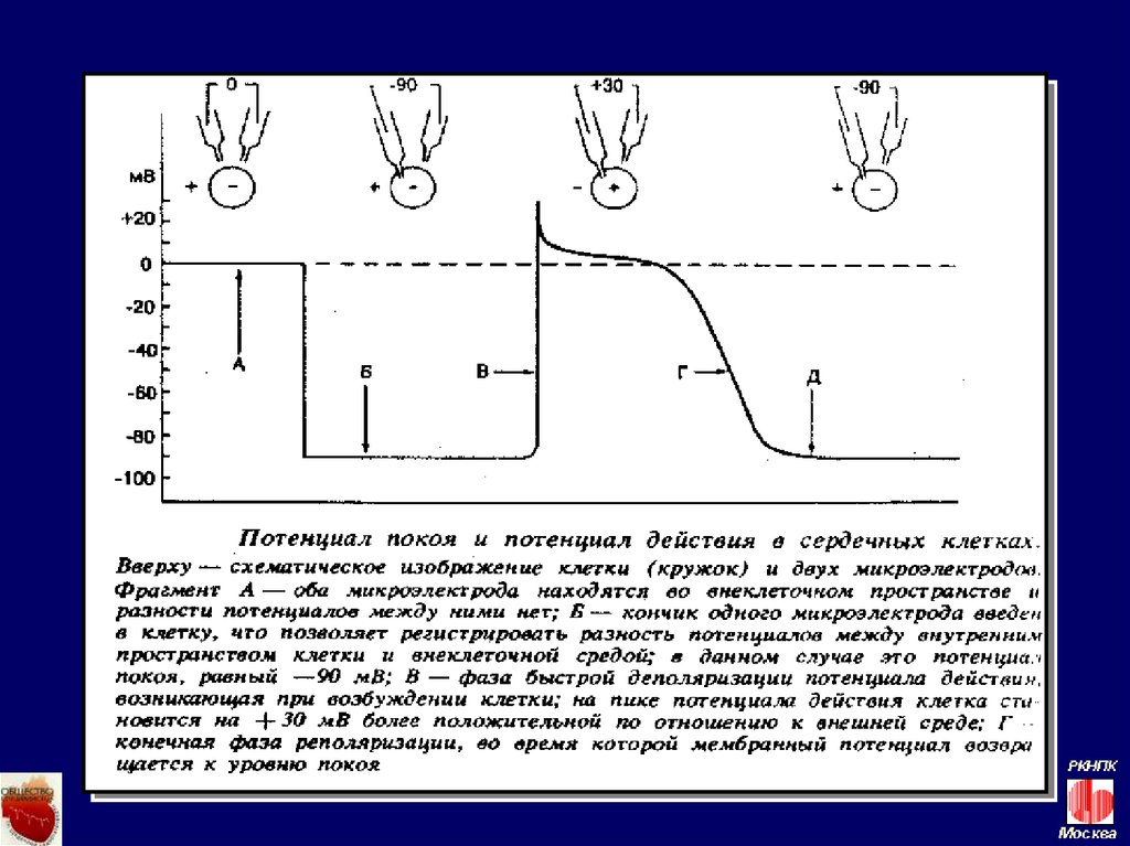 Потенциал покоя. Потенциал покоя схема. Потенциал действия и покоя клетки. 4. Потенциал покоя. Потенциал покоя мышечной клетки.