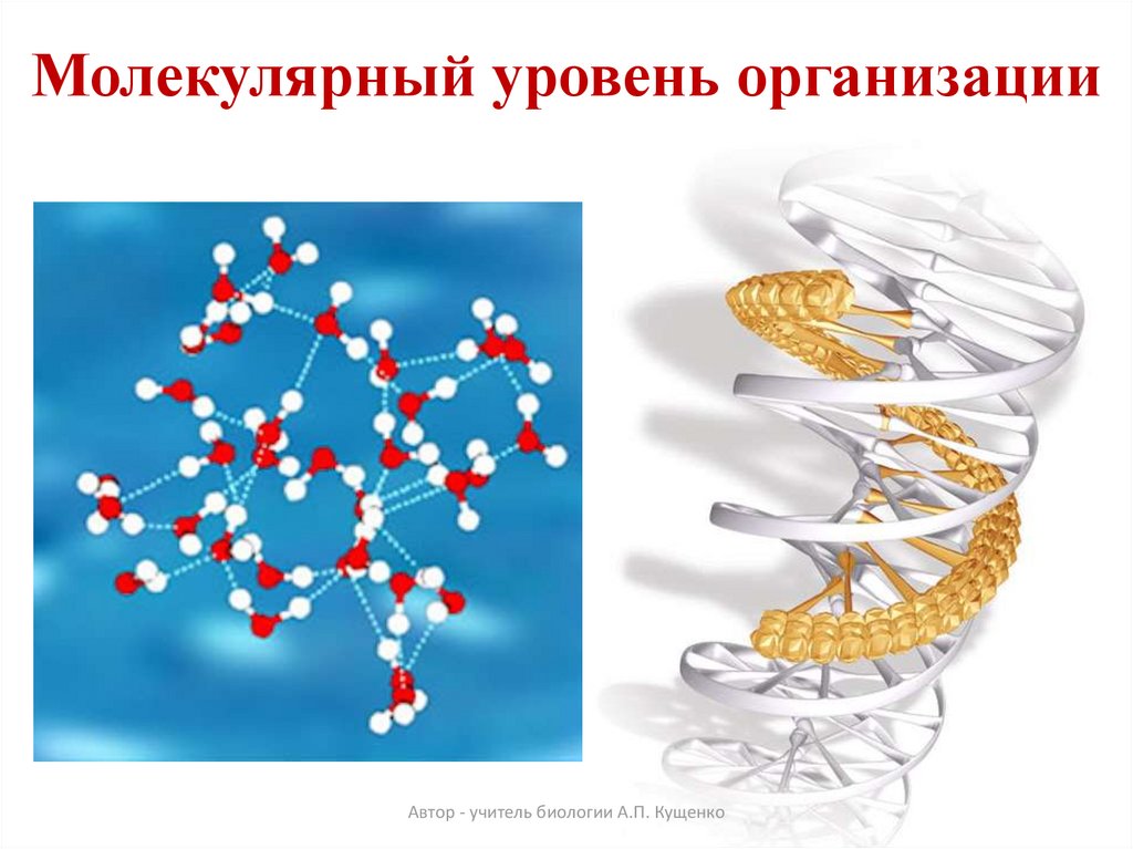 Уровни организации рисунок