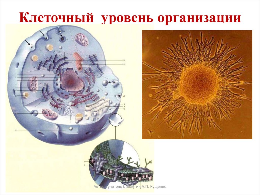 На клеточном уровне организации живого изучают