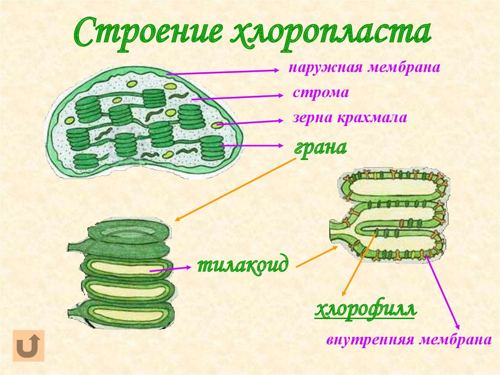 Выберите особенности строения хлоропласта