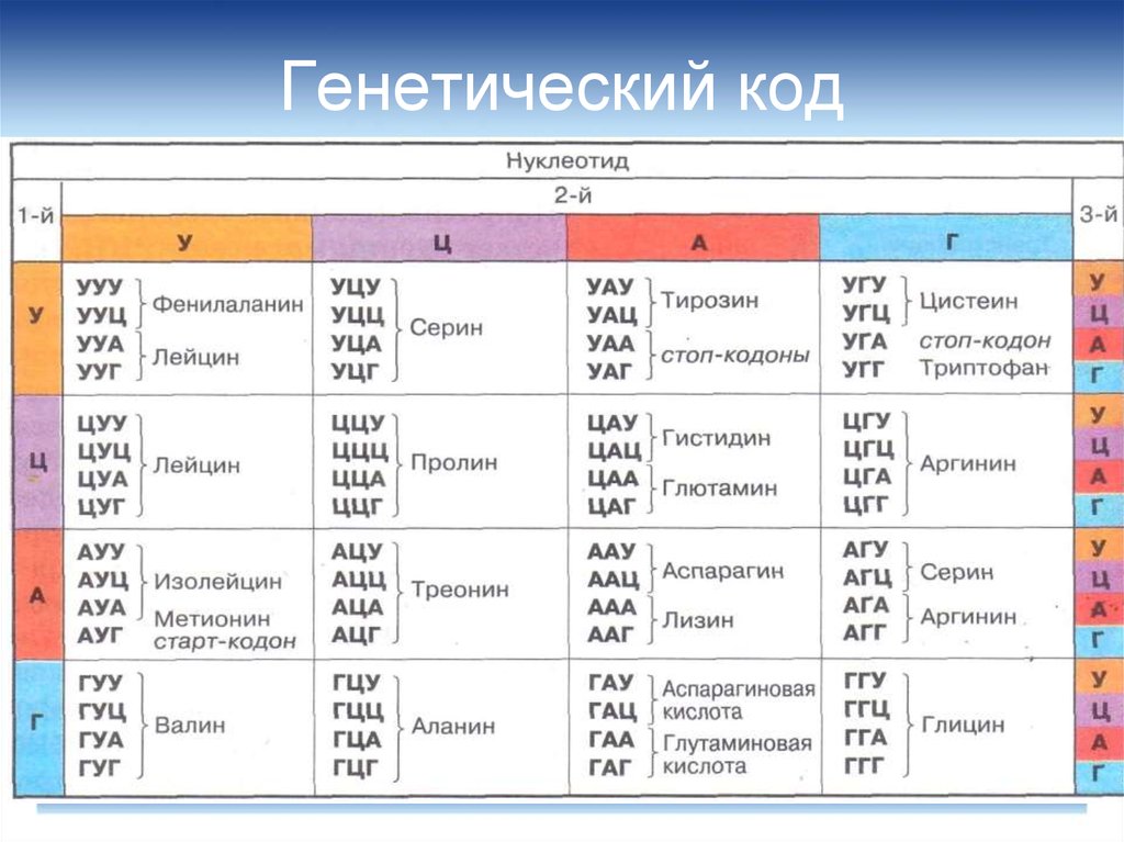 Какой триплет на днк соответствует кодону угц