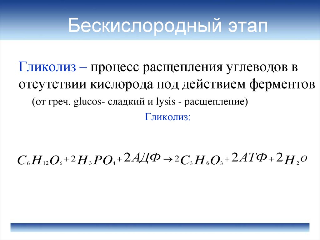 Бескислородный этап обмена. Бескислородный этап. Бескислородный этап расщепления углеводов. Гликолиз это расщепление. Вывод бескислородного этапа.