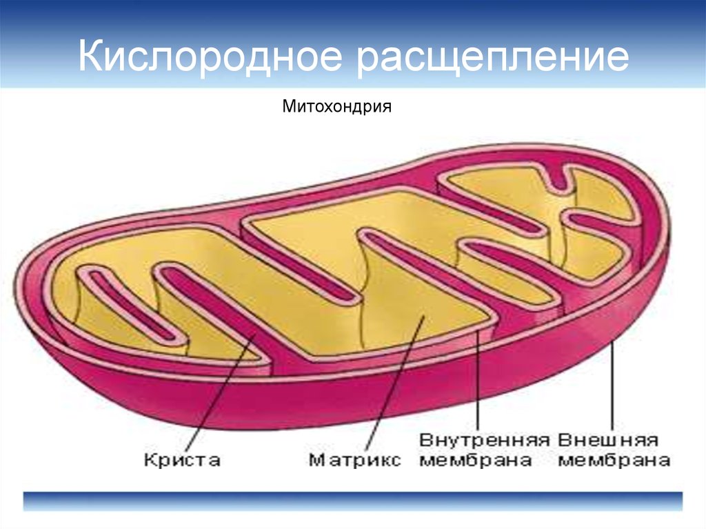 Имеет внутренние складки кристы