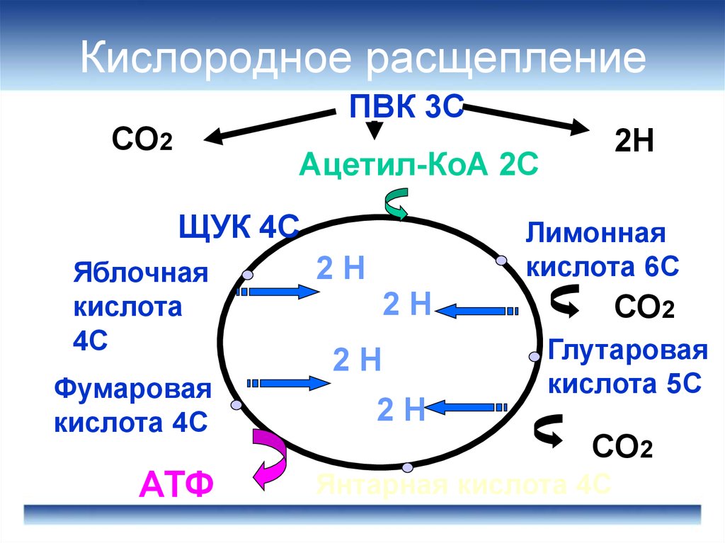 Кислород обмен веществ. Кислородное расщепление. Кислородное расщепление схема. Этапы кислородного расщепления. Кислородное расщепление Глюкозы.