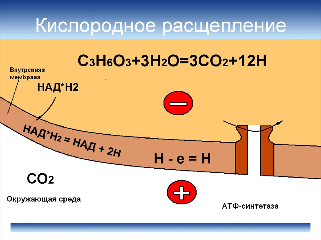 Кислородное расщепление