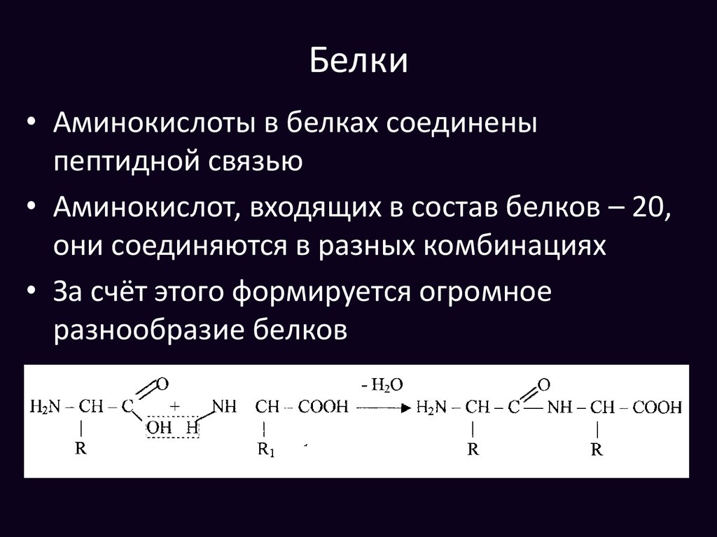 Белки