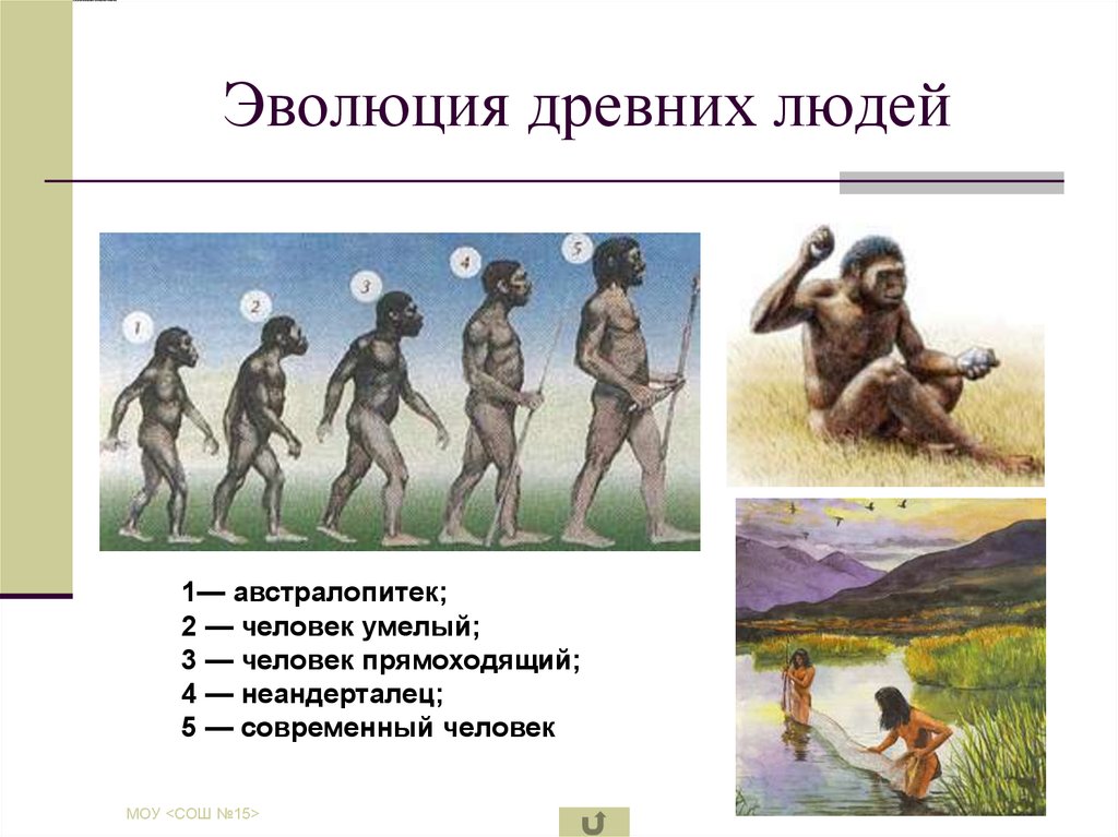 Примеры древнейших людей. Эволюция современного человека. Эволюция древних людей. Этапы развития человека. Этапы развития древних людей.
