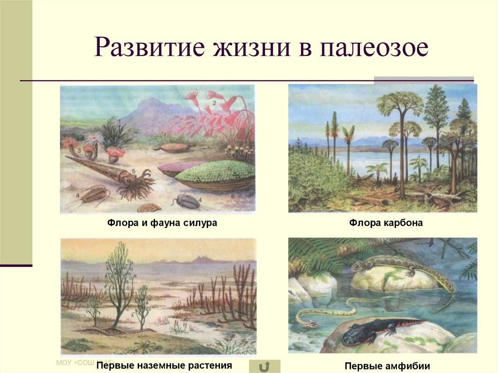 В палеозой появились. Фауна палеозоя (Девон, карбон и Пермь). Эволюция растений в палеозойскую эру.