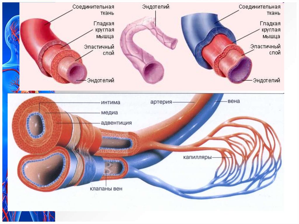 Соответствие артерии вены капилляры. Строение стенки кровеносных сосудов. Артерии вены капилляры анатомия. Строение кровеносных сосудов человека анатомия. Строение сосудов артерия Вена капилляр.