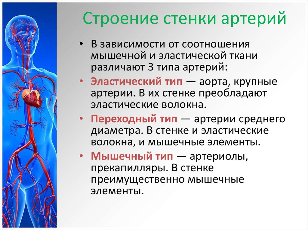 Какую функцию выполняет артерия в процессе кровообращения. Физиология сосудистой системы. Сердечно сосудистая система анатомия. Особенности системы кровообращения.