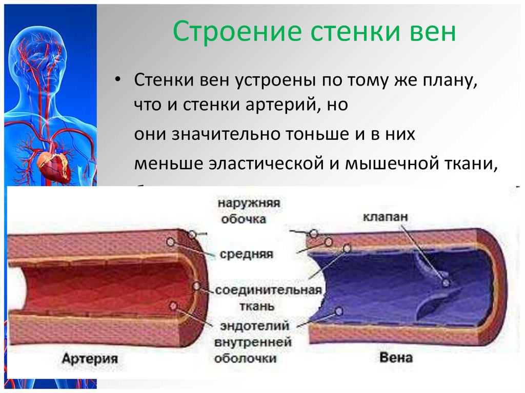 Артерии вены капилляры слои. Структура стенки венозного сосуда. Строение стенки венозного сосуда. Строение вен и артерий 3 слоя. Вена строение стенки.