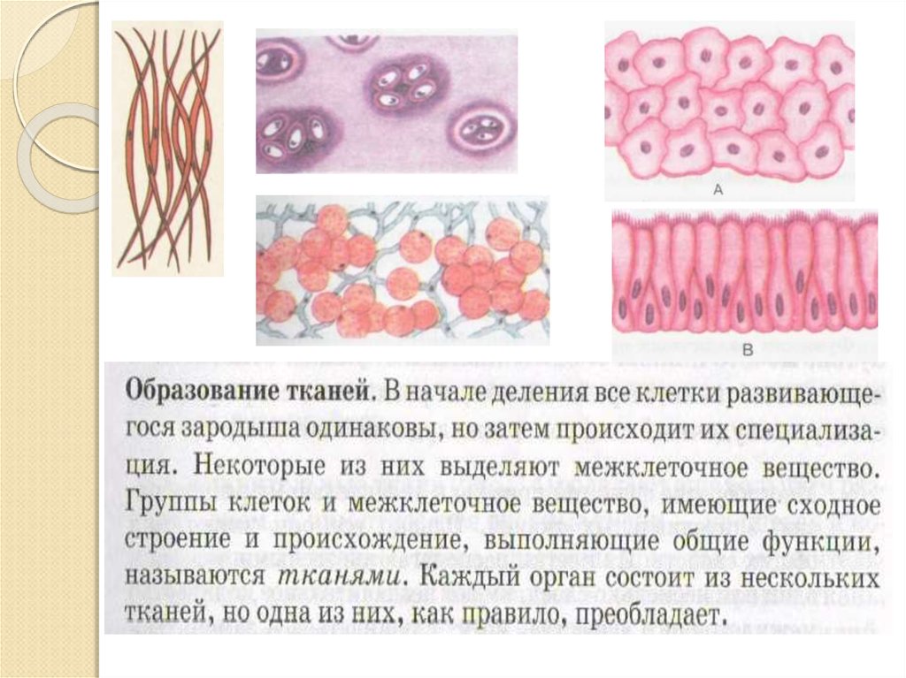 Какой тип ткани имеют клетки содержащие