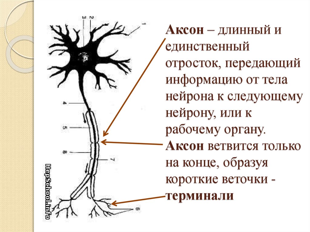 Короткий и сильно ветвится. Аксон отросток нервной клетки. Аксон это длинный отросток нейрона. Нейрон с одним длинным отростком. Обозначьте части нейрона.