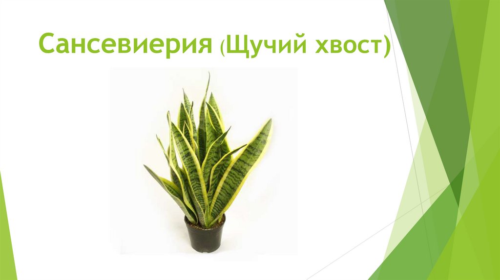 Сансевиерия (Щучий хвост)