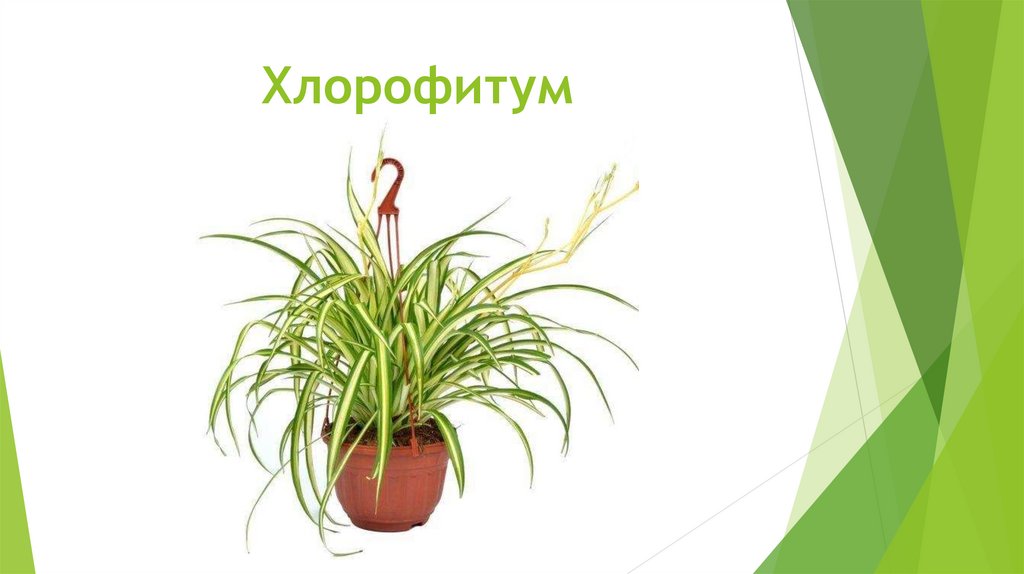 Хлорофитум