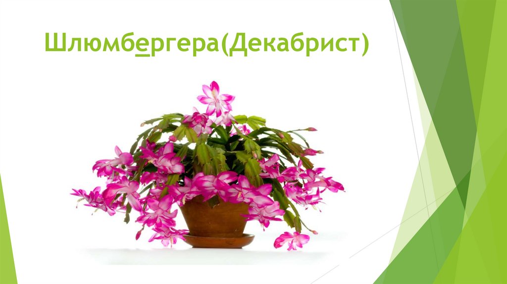 Шлюмбергера(Декабрист)