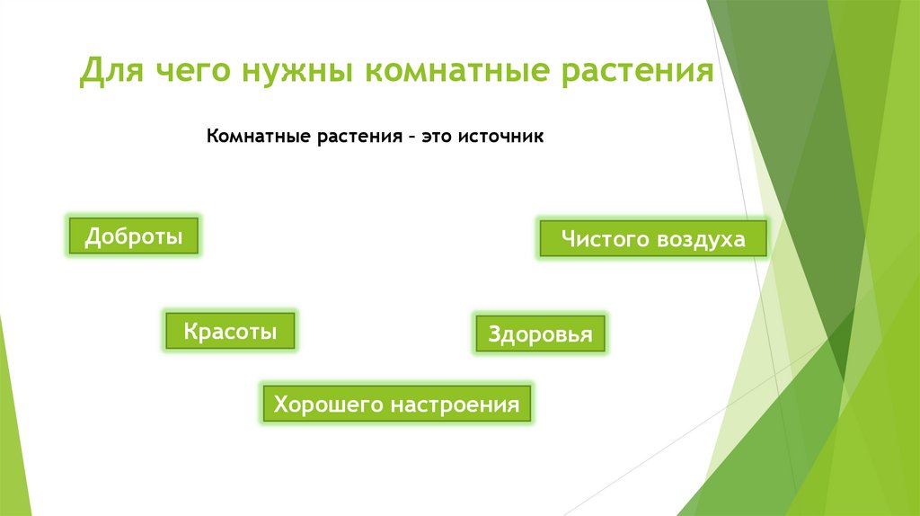 Для чего нужны комнатные растения