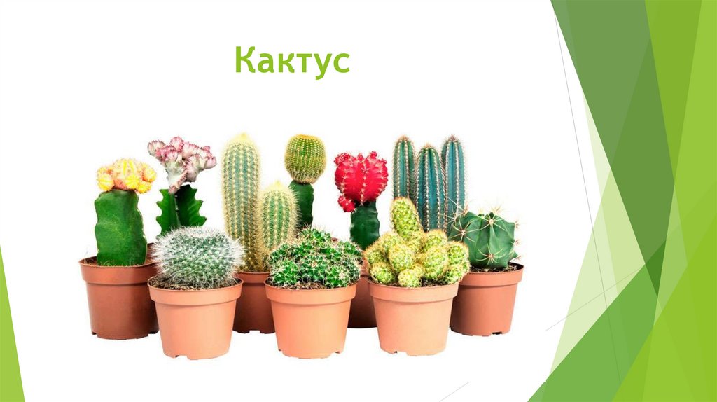 Кактус