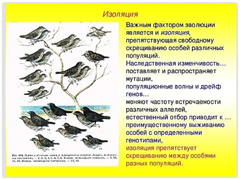 Презентация роль изменчивости в эволюционном процессе 11 класс