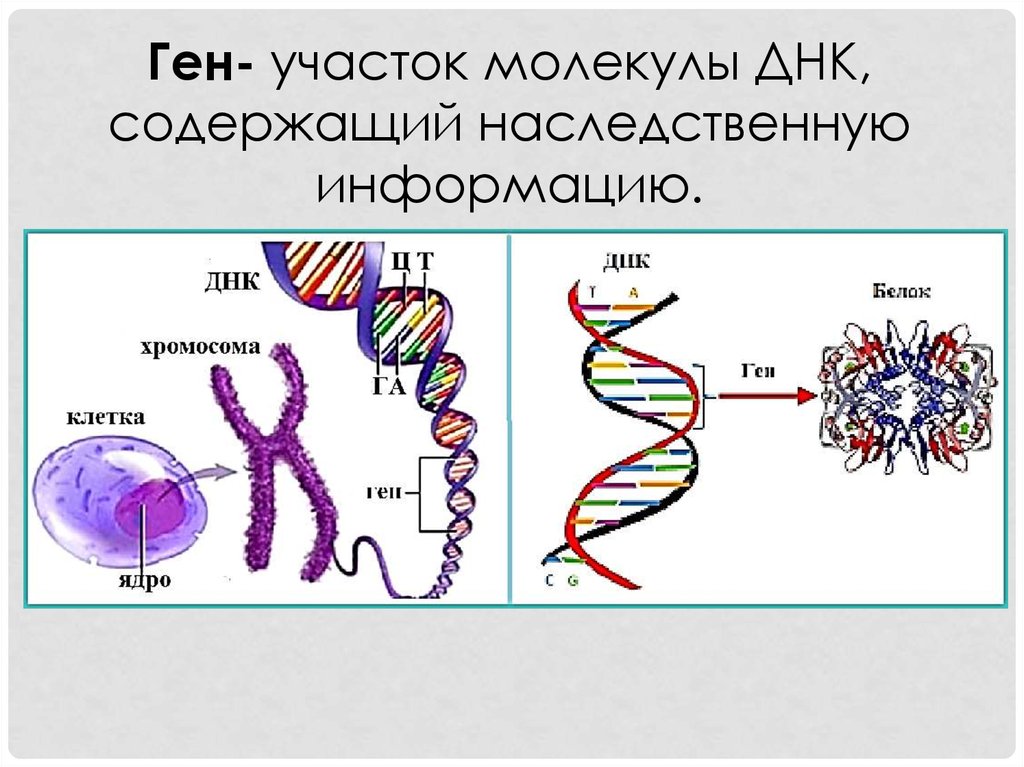 Строение хромосомы и Гена. Схема строения ДНК генетика. Молекула ДНК гены. Ген участок ДНК.