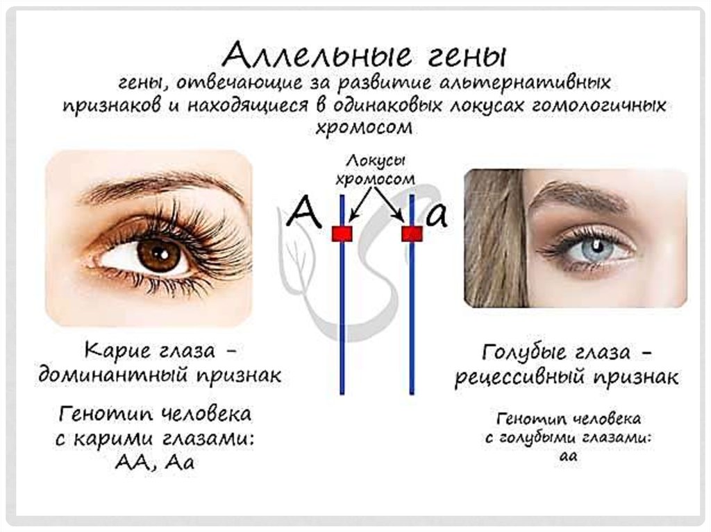 Аллели находящиеся в