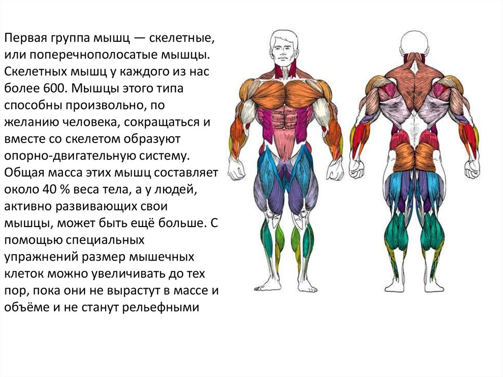 Мышцы составляют 42 веса