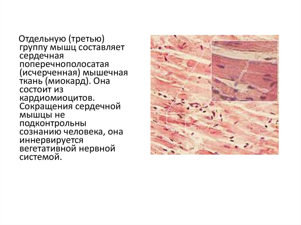 Анатомо физиологические основы мышечной деятельности презентация