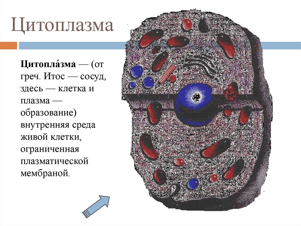 Цитоплазма в растительной клетке. Цитоплазма. Цитоплазма клетки. Строение цитоплазмы. Цитоплазма это в биологии.