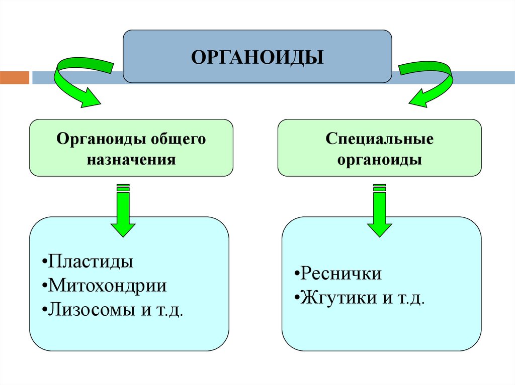 Мембранные органоиды это. Органоиды специального назначения реснички и жгутики. Митохондрии органоид специального назначения. Органоиды специального назначения реснички. Органоиды специального назначения реснички функции.