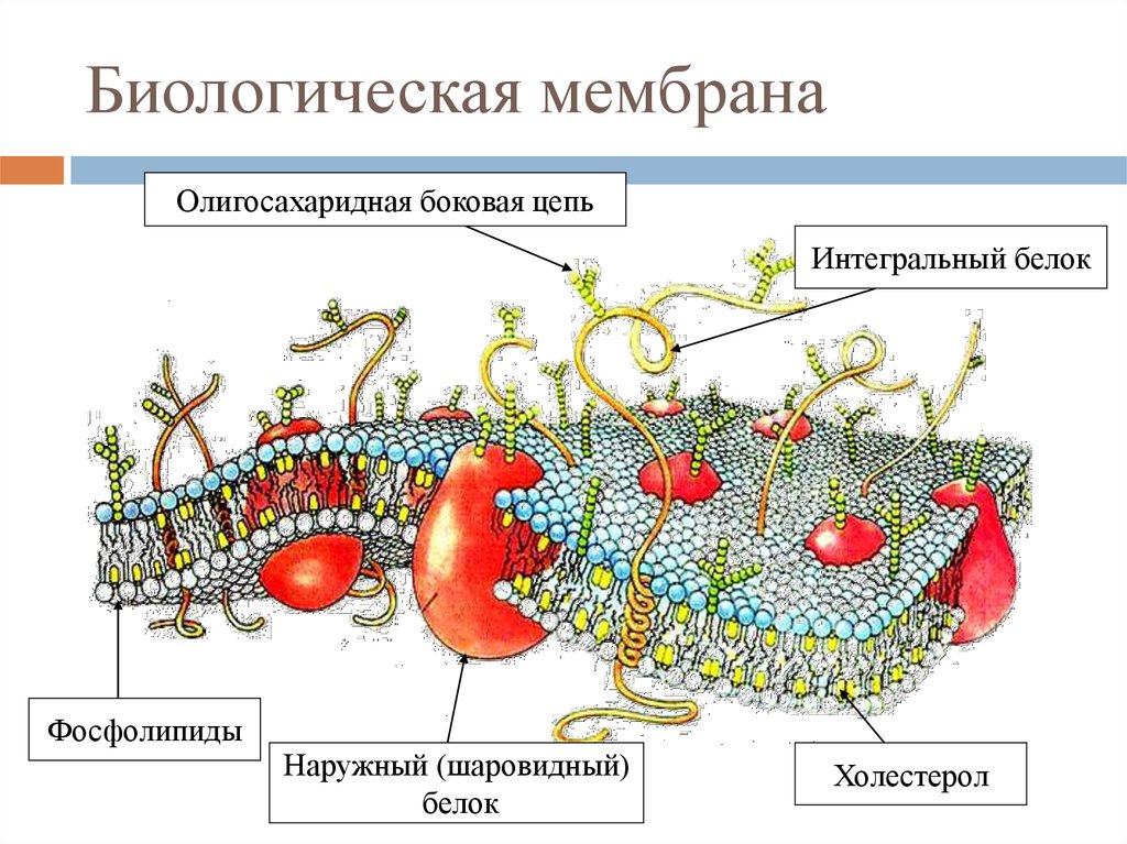 Строение биологической мембраны рисунок