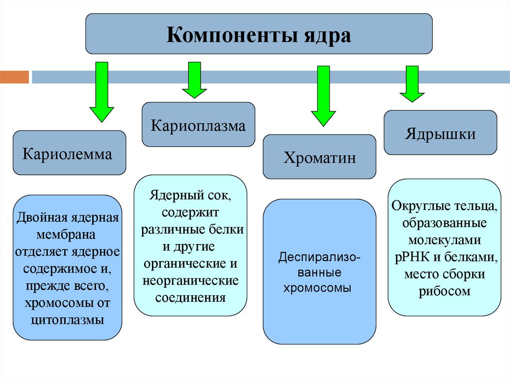 Кариоплазма. Ядерный сок кариоплазма функции. Структурные компоненты ядра кариолемма кариоплазма ядрышко хроматин. Компоненты ядра кариоплазма. Кариолемма и кариоплазма.