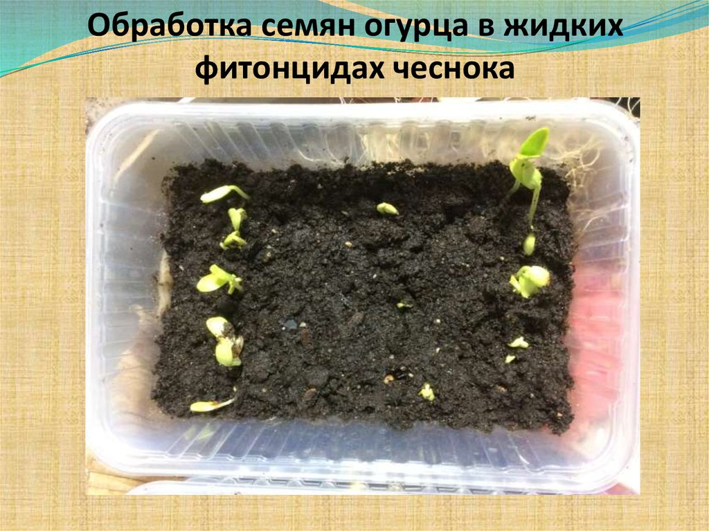 Обработка семян огурца в жидких фитонцидах чеснока