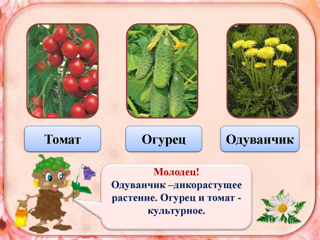 Тест окружающий мир дикорастущие и культурные растения. Культурные и дикорастущие растения 3 класс. Одуванчик дикорастущее растение или культурное. Культурные растения береза. Помидор культурное или дикорастущее растение.