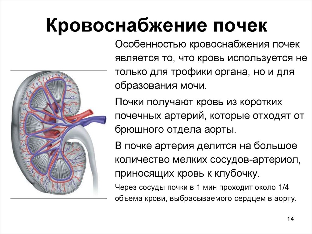 Какие сосуды почечные артерии