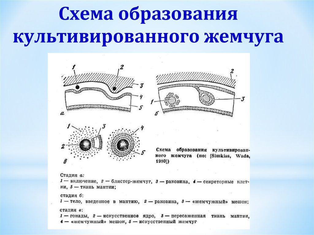 Схема образования. Схема образования Жемчужины. Образование жемчуга. Этапы образования жемчуга. Жемчуг образуется эпителием мантии.