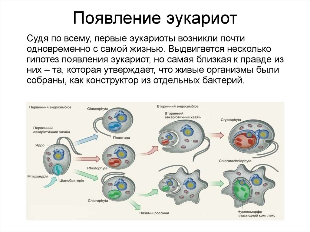 Типы деления эукариот. Простейшие эукариоты строение. Первые эукариоты.