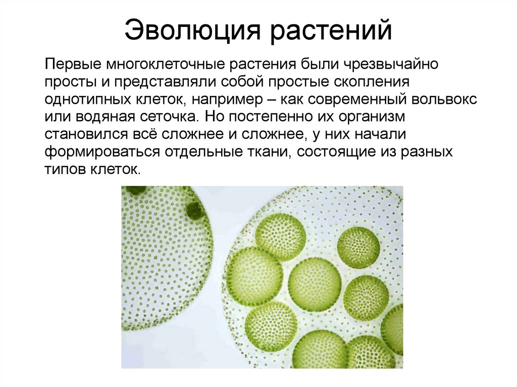 Вольвокс относится к. Одноклеточные водоросли вольвокс. Колониальный вольвокс. Колониальные водоросли вольвокс. Вольвокс колониальный организм.
