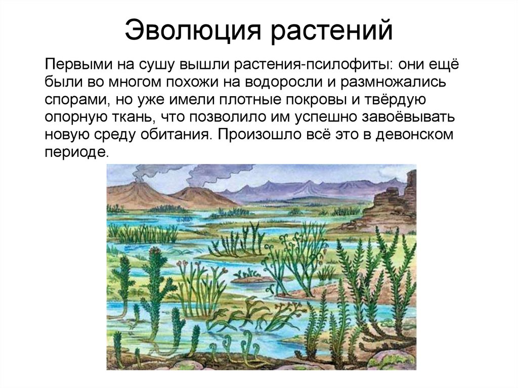 Происхождение растений рисунок