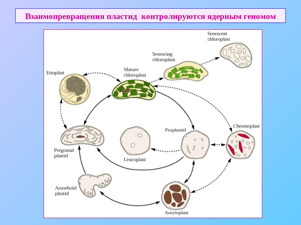 Организация и эволюция ядерного генома презентация