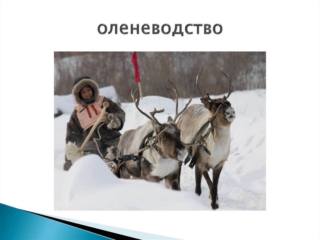 Отрасли оленеводства. Оленеводство презентация. Зоны оленеводства в России. Проект оленеводство 3 класс. Оленеводство традиционное занятие какого народа.