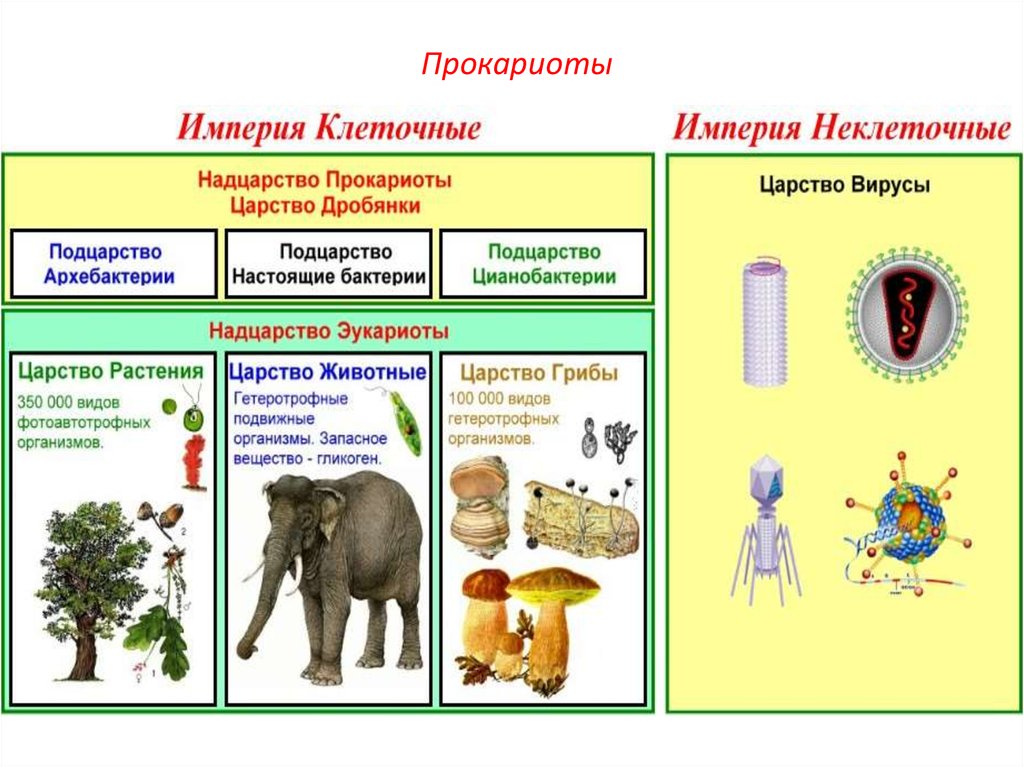 К прокариотам относятся. Надцарство прокариоты классификация. Представители царства прокариот. Надцарство эукариот. Царство прокариоты Подцарство.