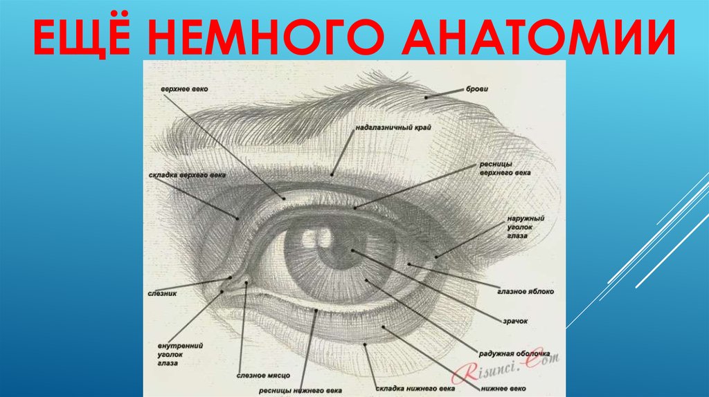 Глазная впадина 6 букв. Анатомия бровей. Мышцы бровей анатомия. Области брови глаза анатомия.