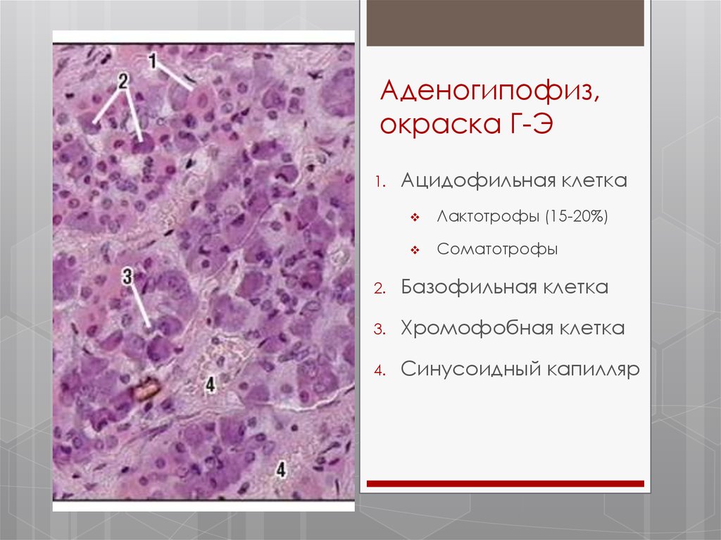 Аденогипофиз. Клетки аденогипофиза. Синусоидные капилляры аденогипофиза. Ацидофильные клетки.