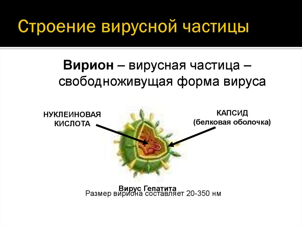 Вирусную частицу называют