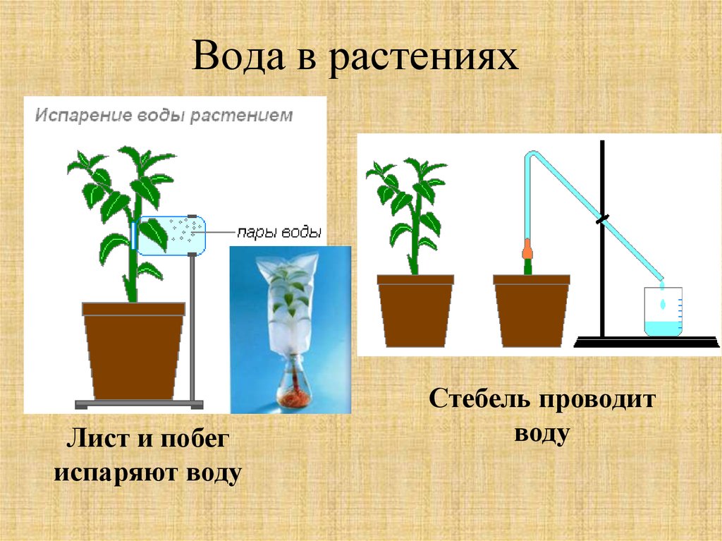 Проект испарение воды листьями