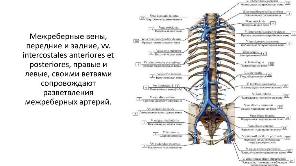 Вены грудной полости схема