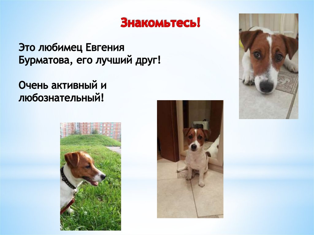 Знакомьтесь!